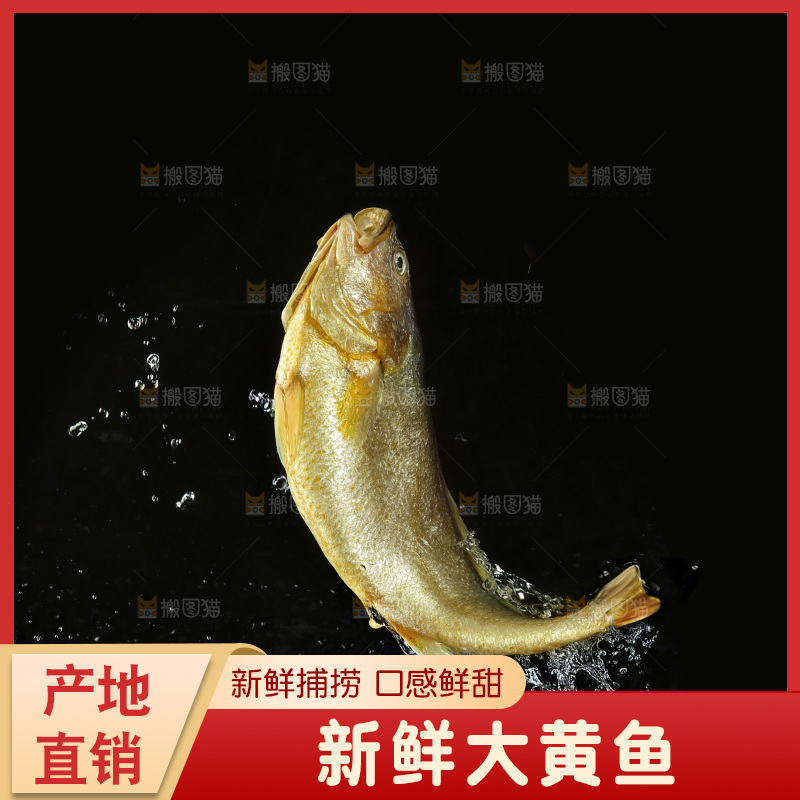 大黄鱼