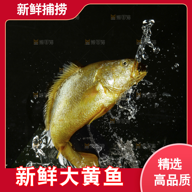大黄鱼
