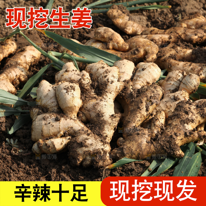 生姜