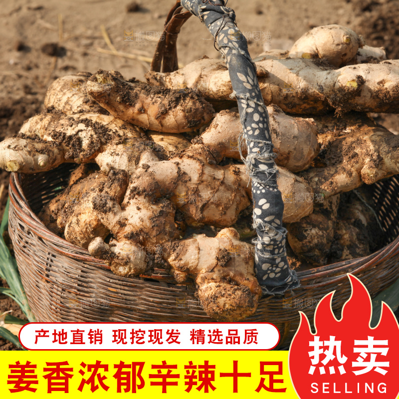 生姜