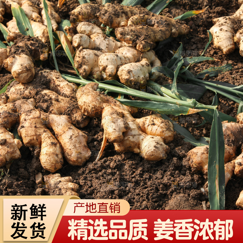 生姜