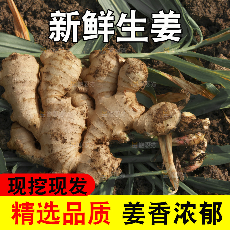 生姜