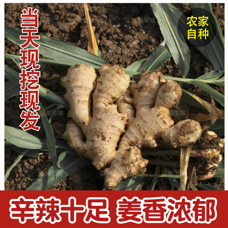 生姜