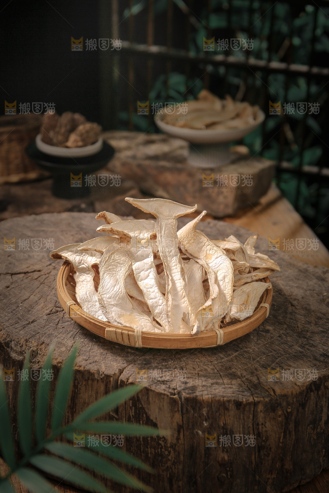 白松茸