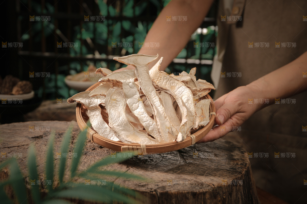 白松茸