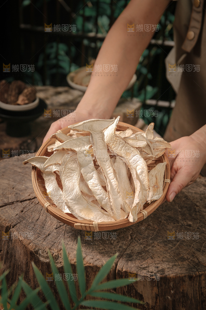 白松茸