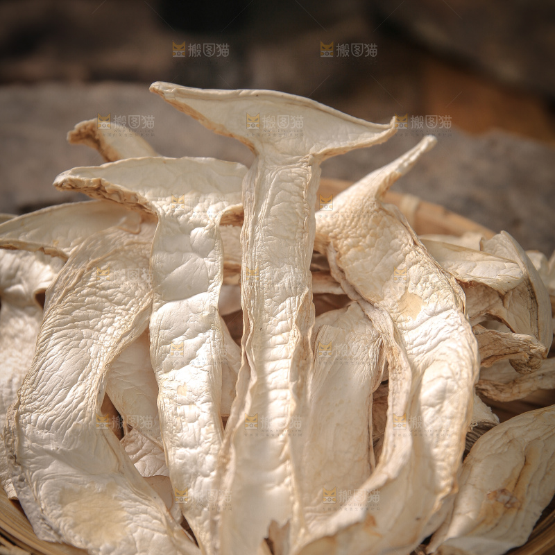白松茸