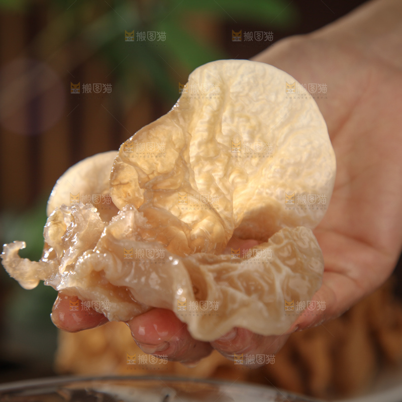 羊肚耳