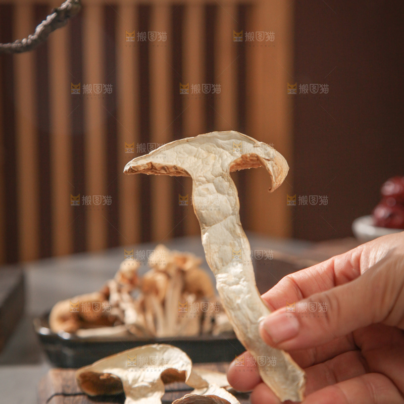 白松茸