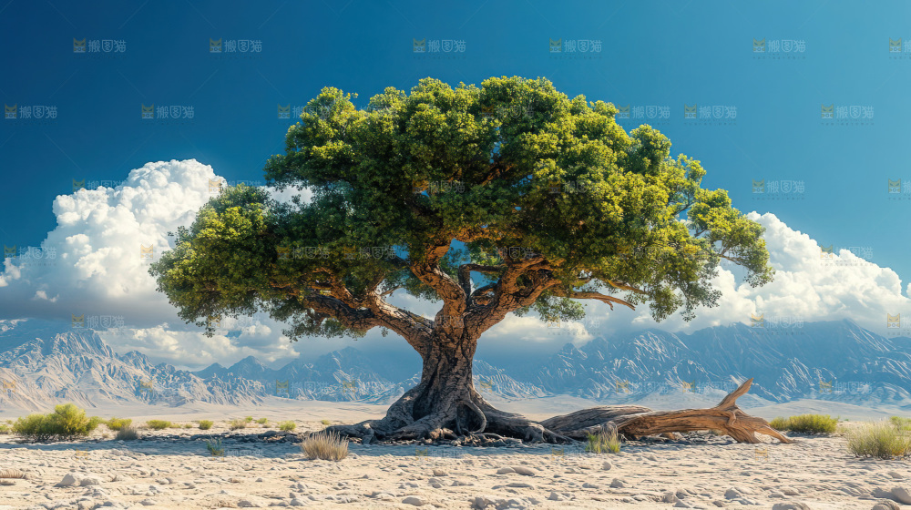 自然景观 干旱地带 沙漠绿洲