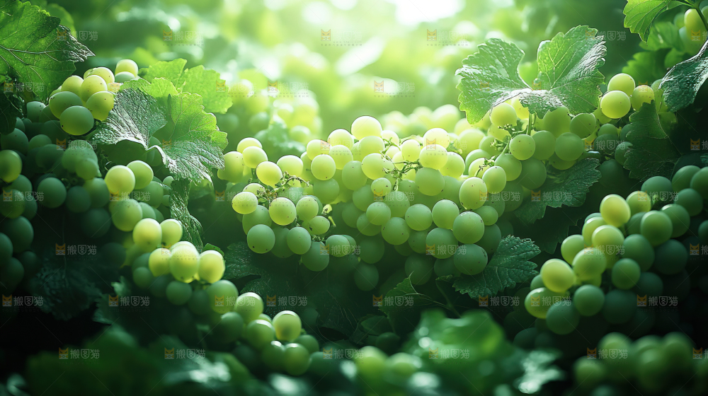 葡萄成熟 葡萄收获 葡萄酒 果农