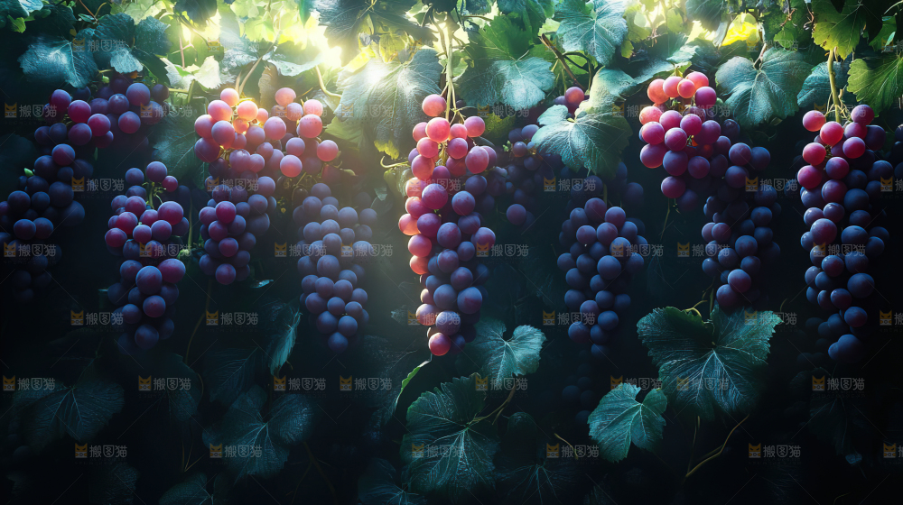 葡萄成熟 葡萄收获 葡萄酒 果农