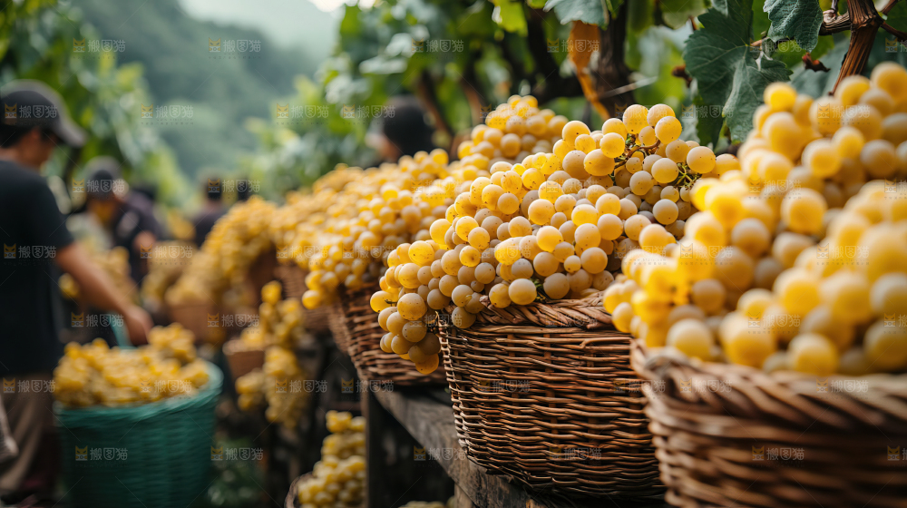 葡萄成熟 葡萄收获 葡萄酒 果农
