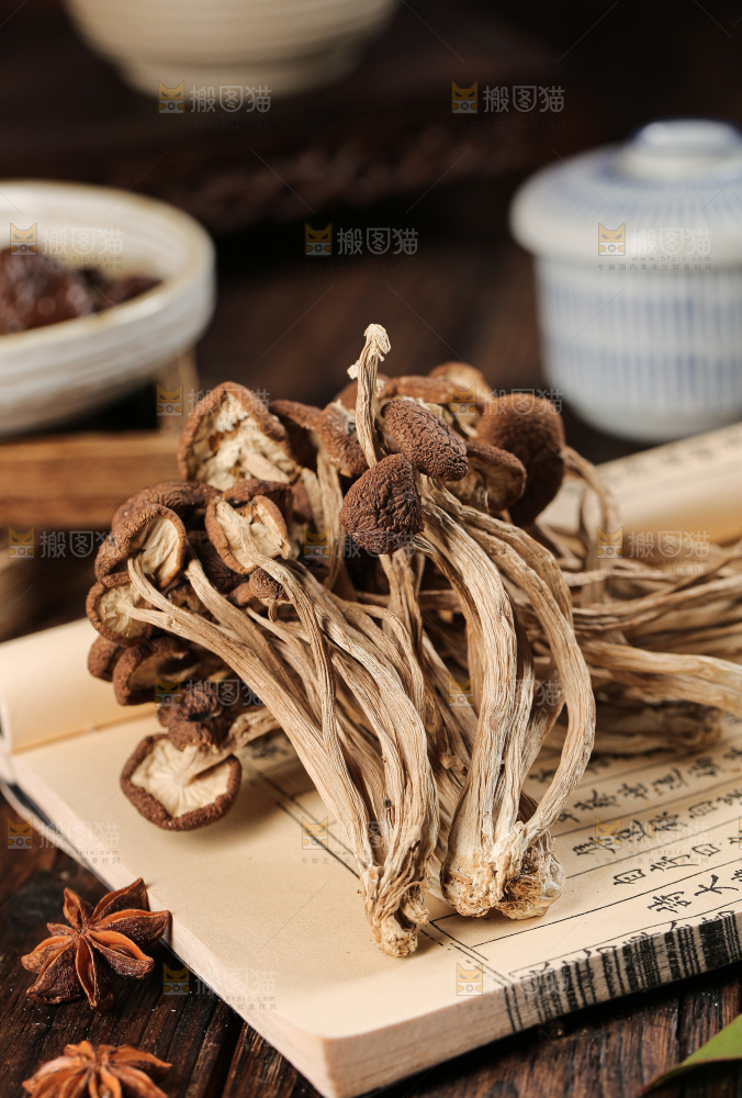 茶树菇