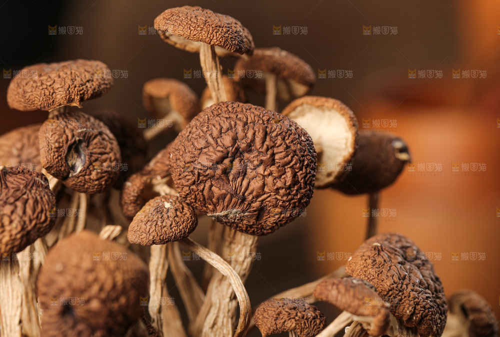 茶树菇