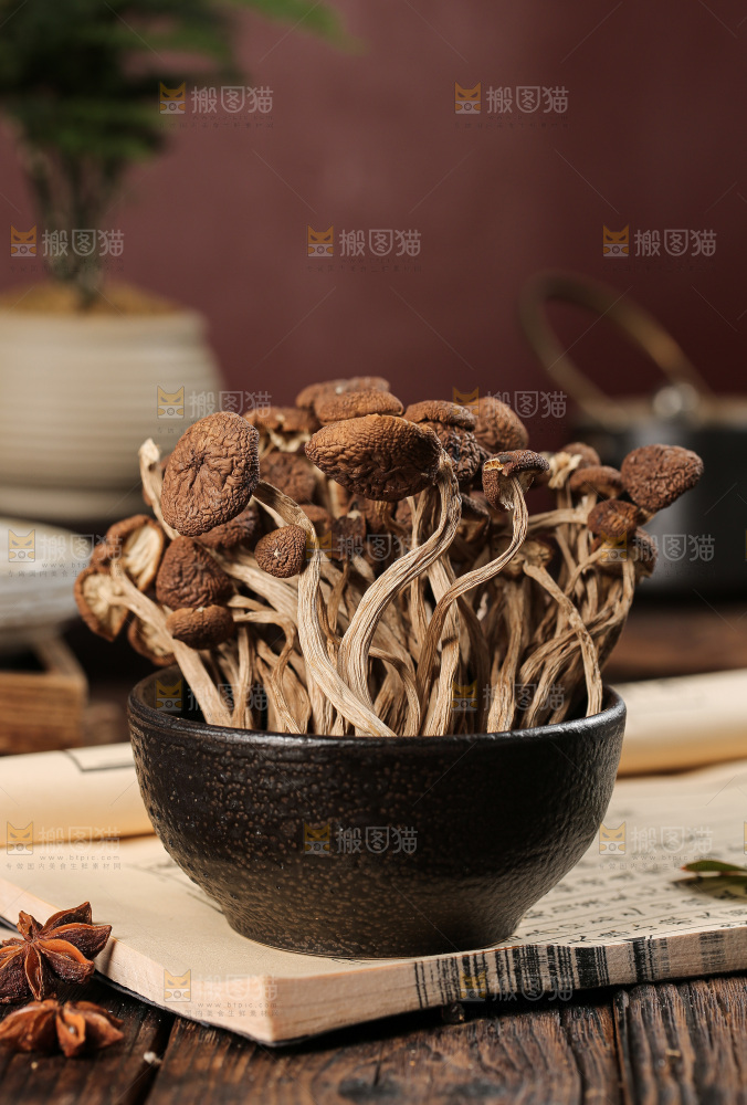茶树菇