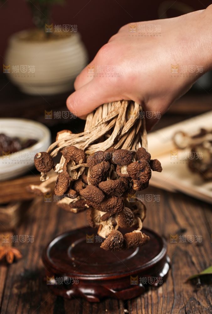 茶树菇