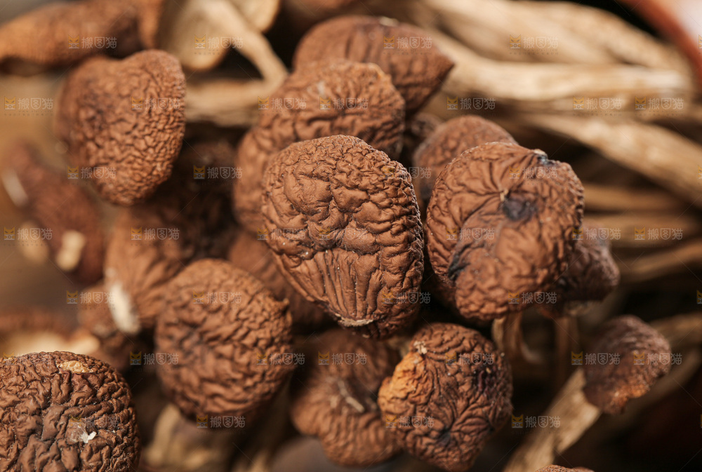 茶树菇