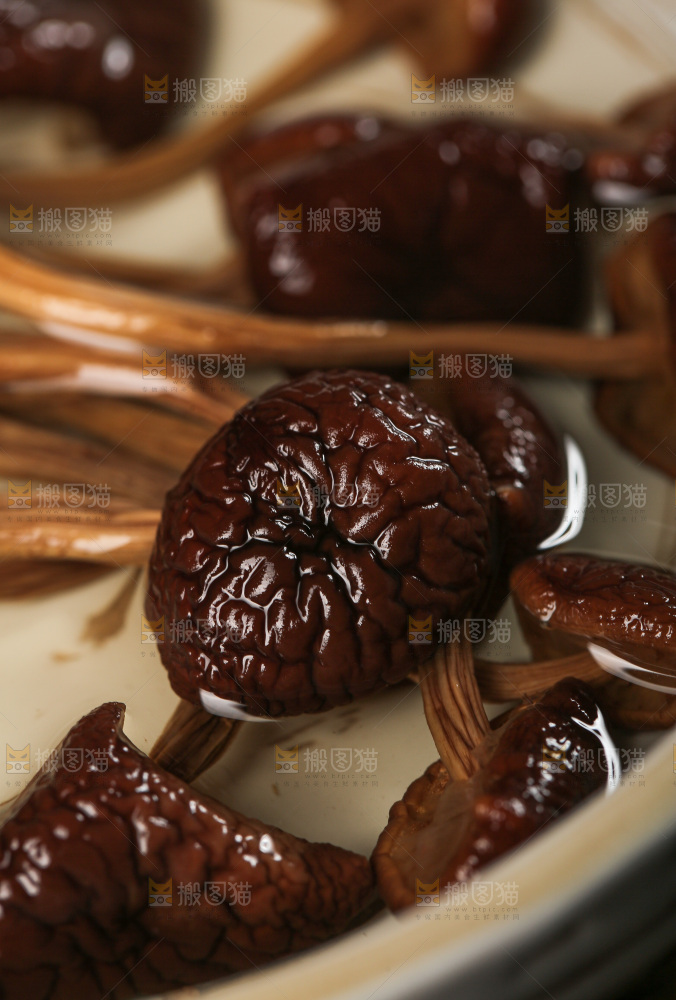 茶树菇
