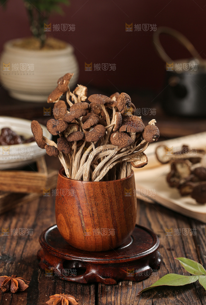 茶树菇