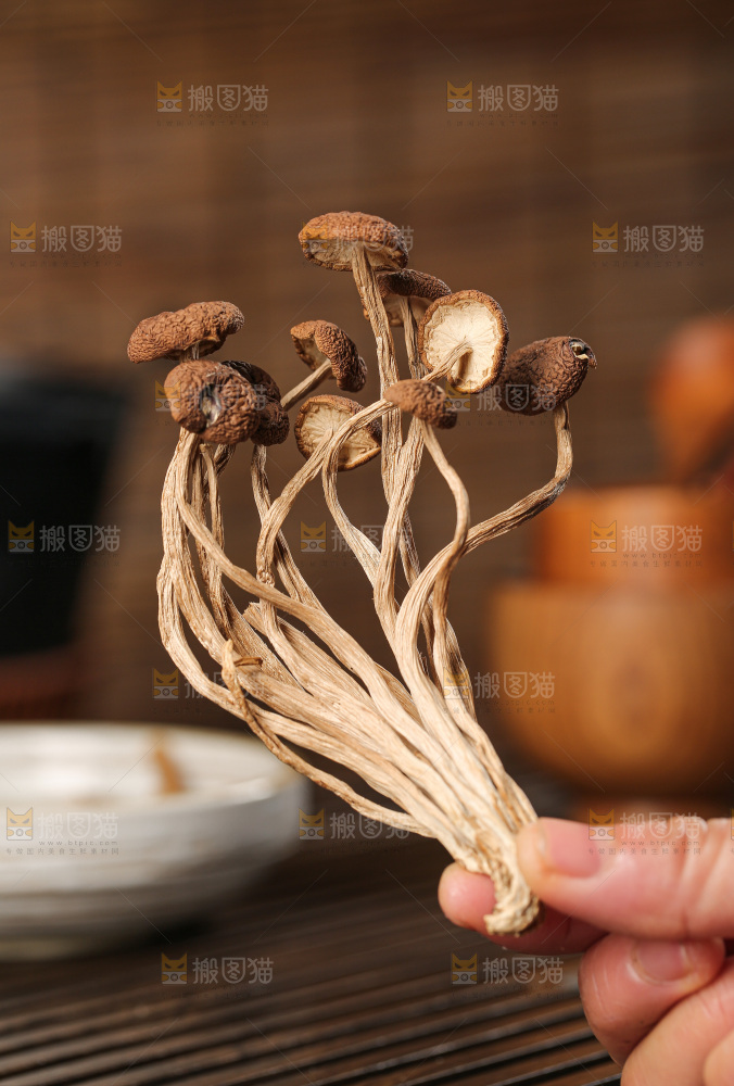 茶树菇