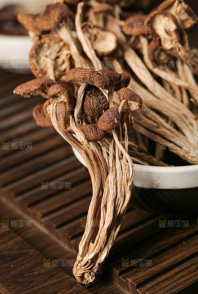 茶树菇