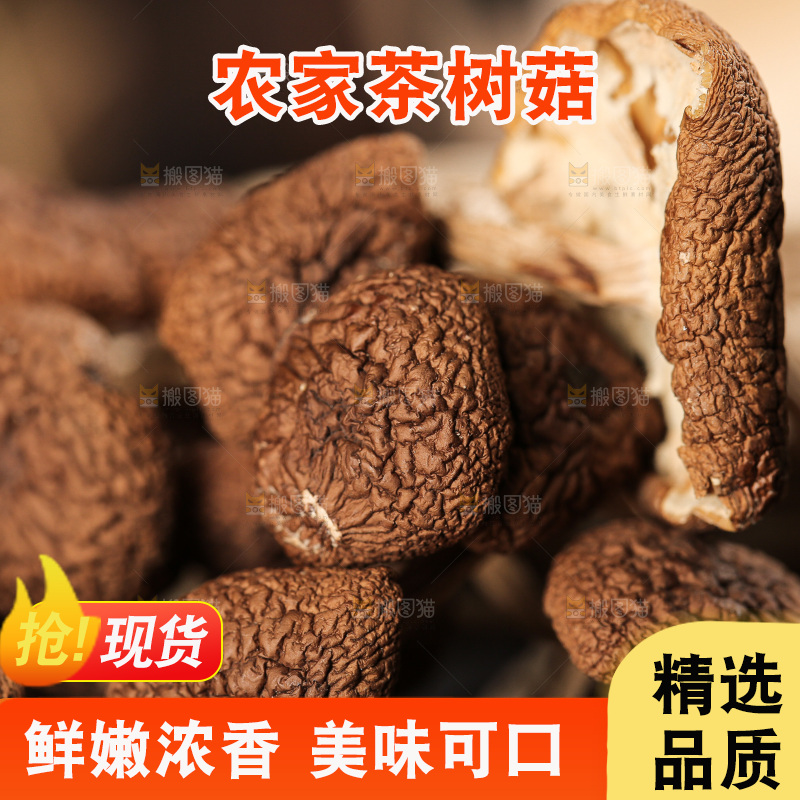 茶树菇