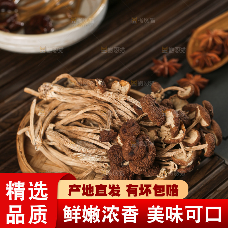 茶树菇
