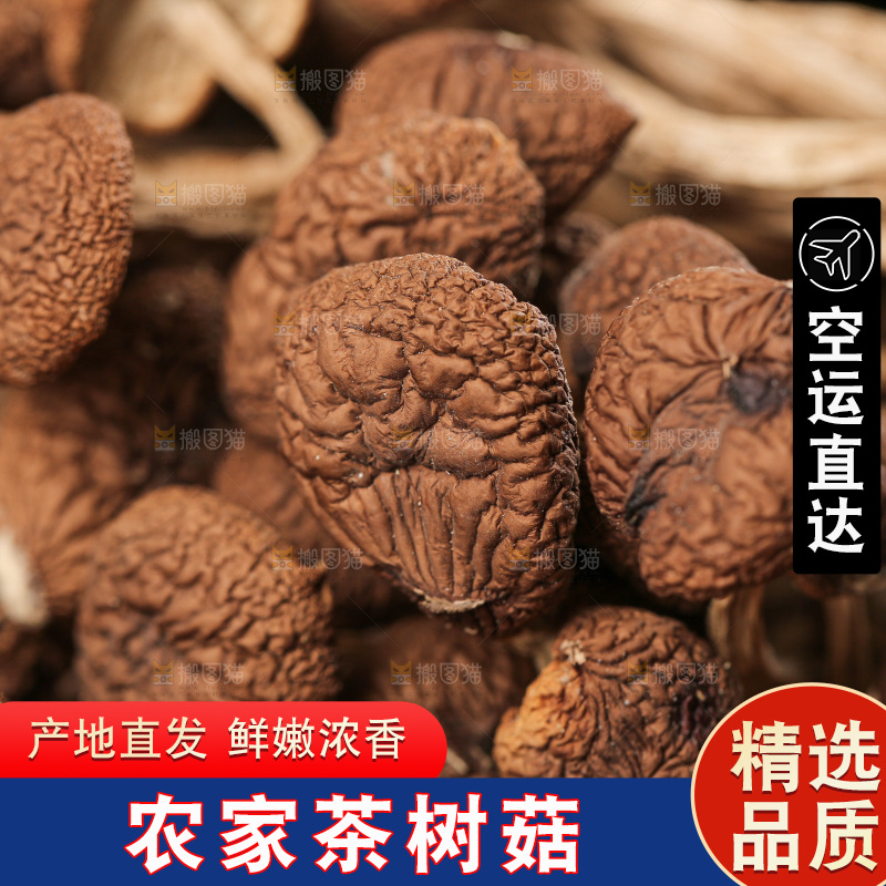 茶树菇