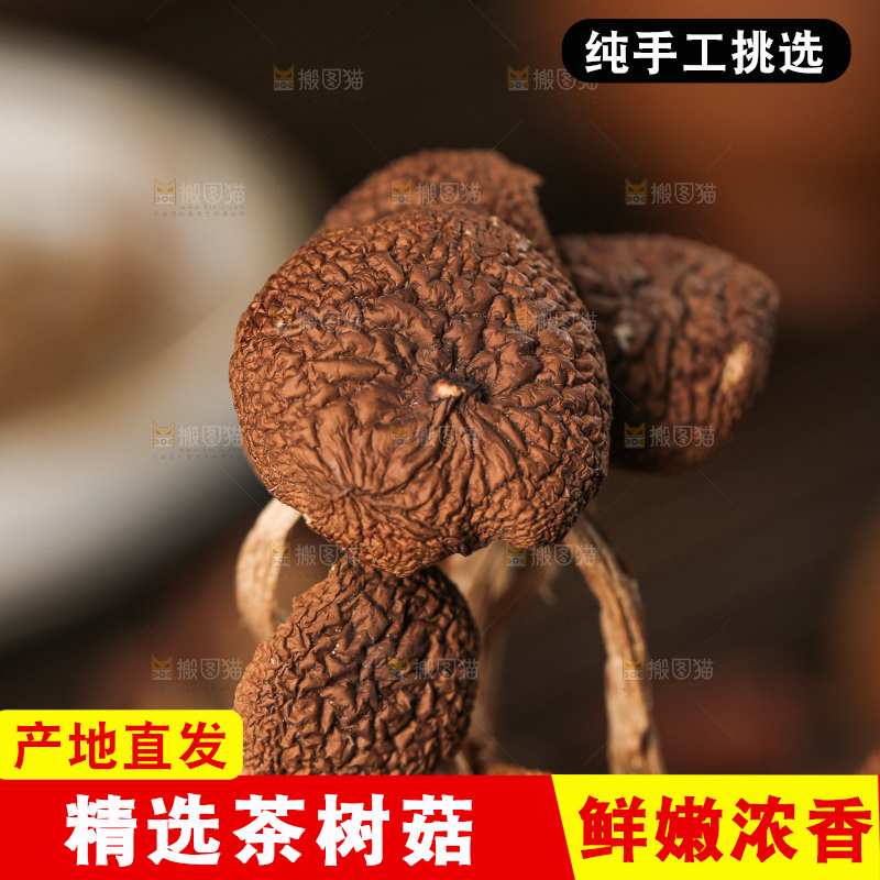 茶树菇