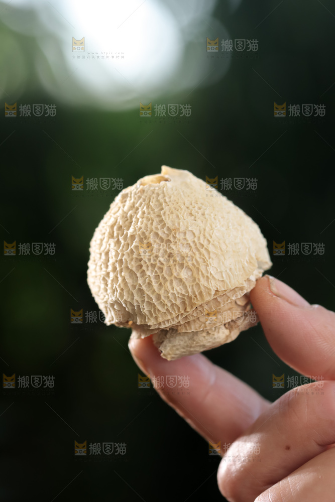 竹毛肚