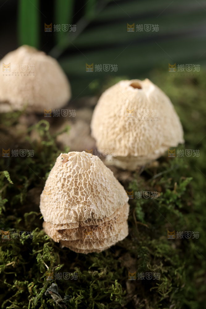 竹毛肚