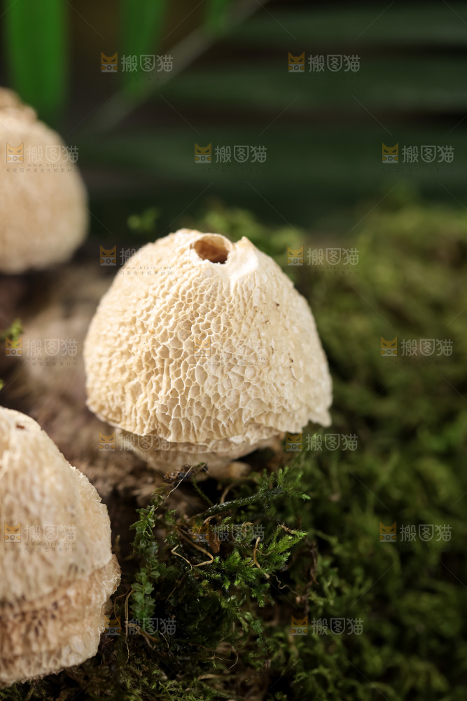 竹毛肚