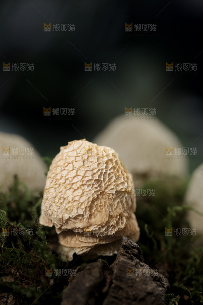 竹毛肚