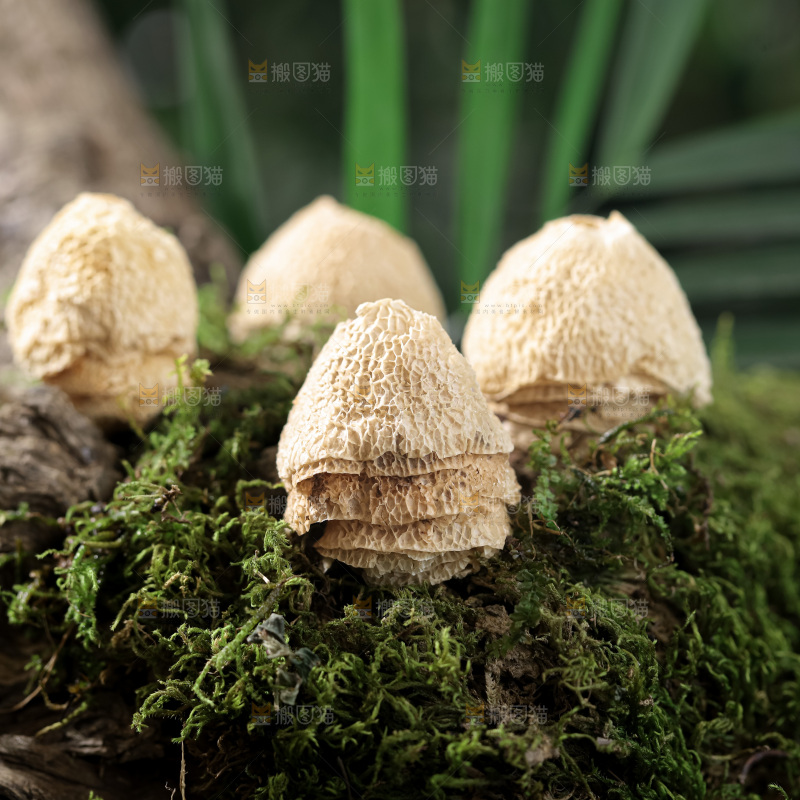 竹毛肚