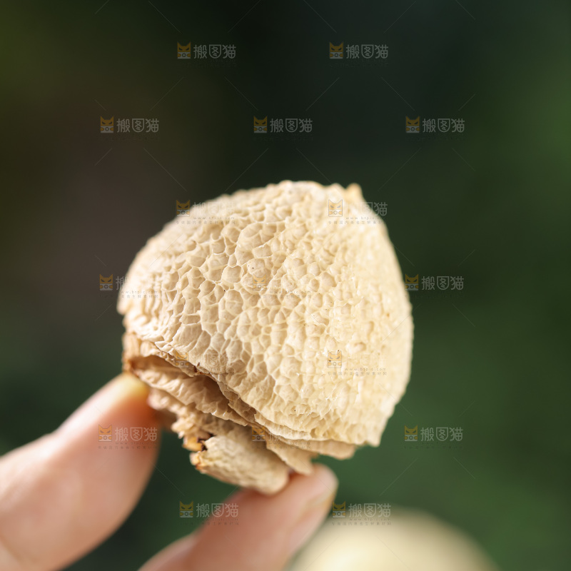 竹毛肚
