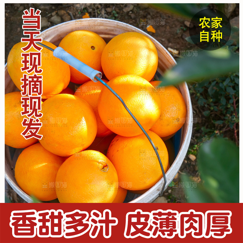 赣南脐橙