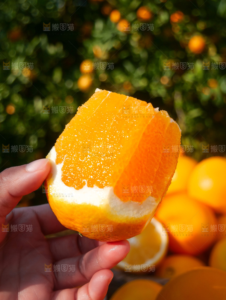 赣南脐橙