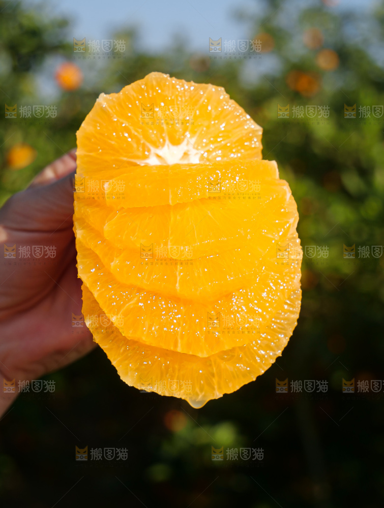 赣南脐橙