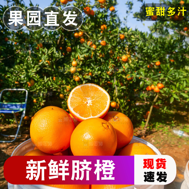 赣南脐橙