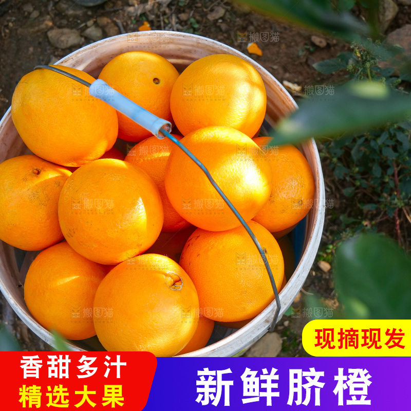 赣南脐橙