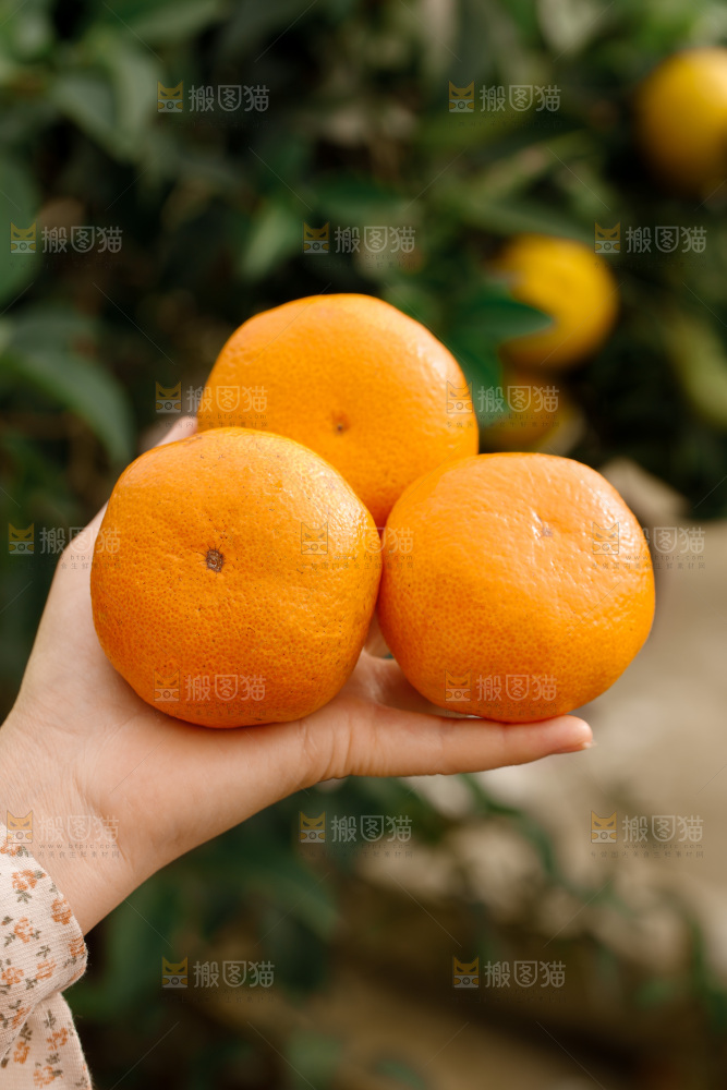 宜昌蜜桔