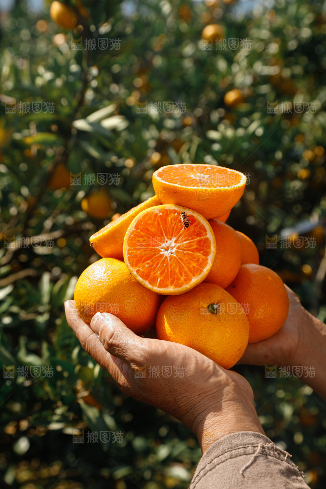 宜昌蜜桔