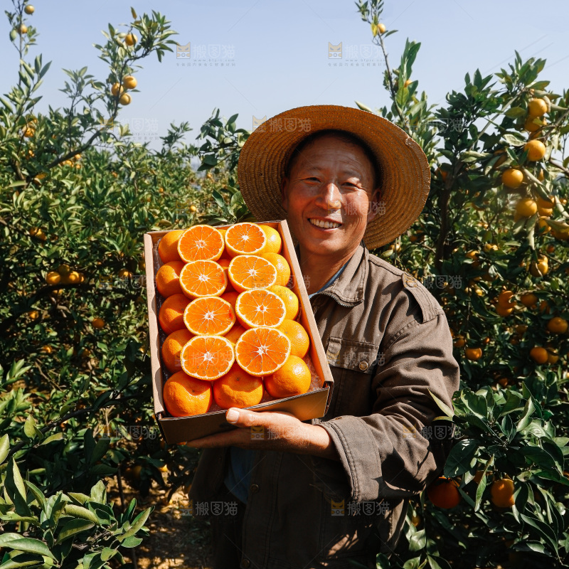 宜昌蜜桔