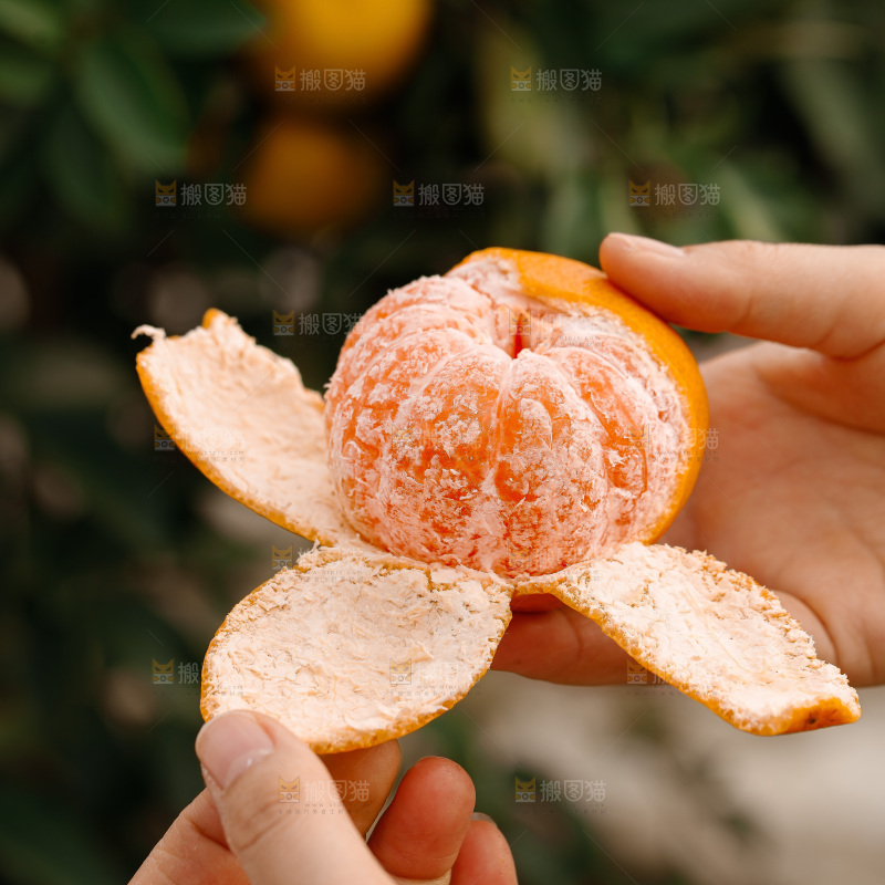 宜昌蜜桔