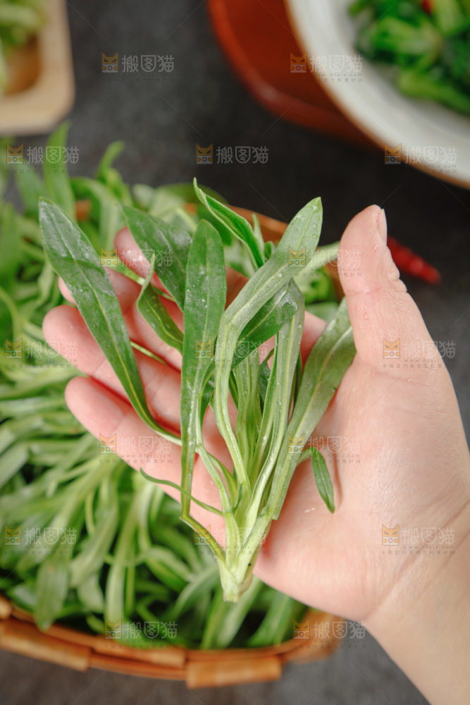 面条菜