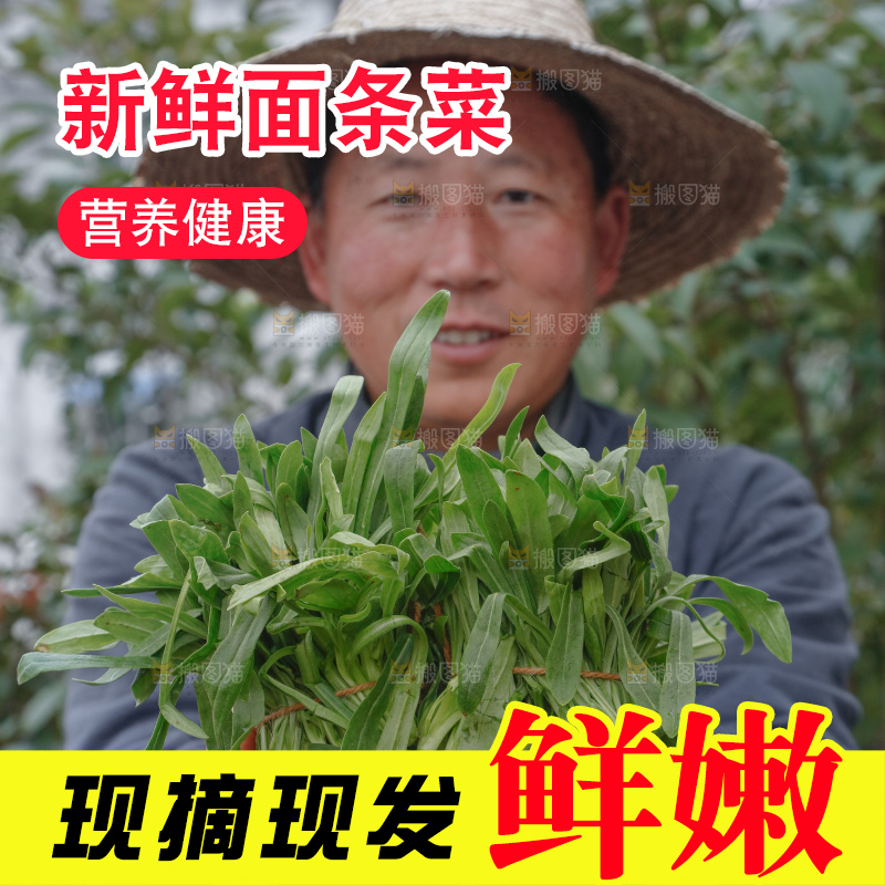 面条菜