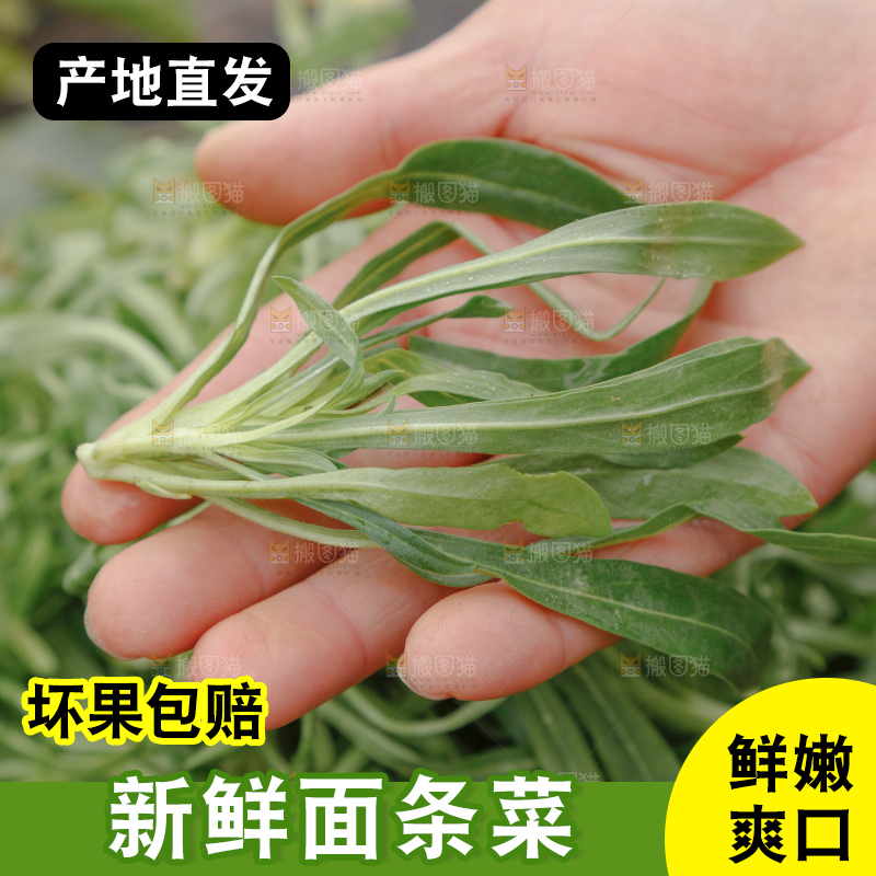 面条菜