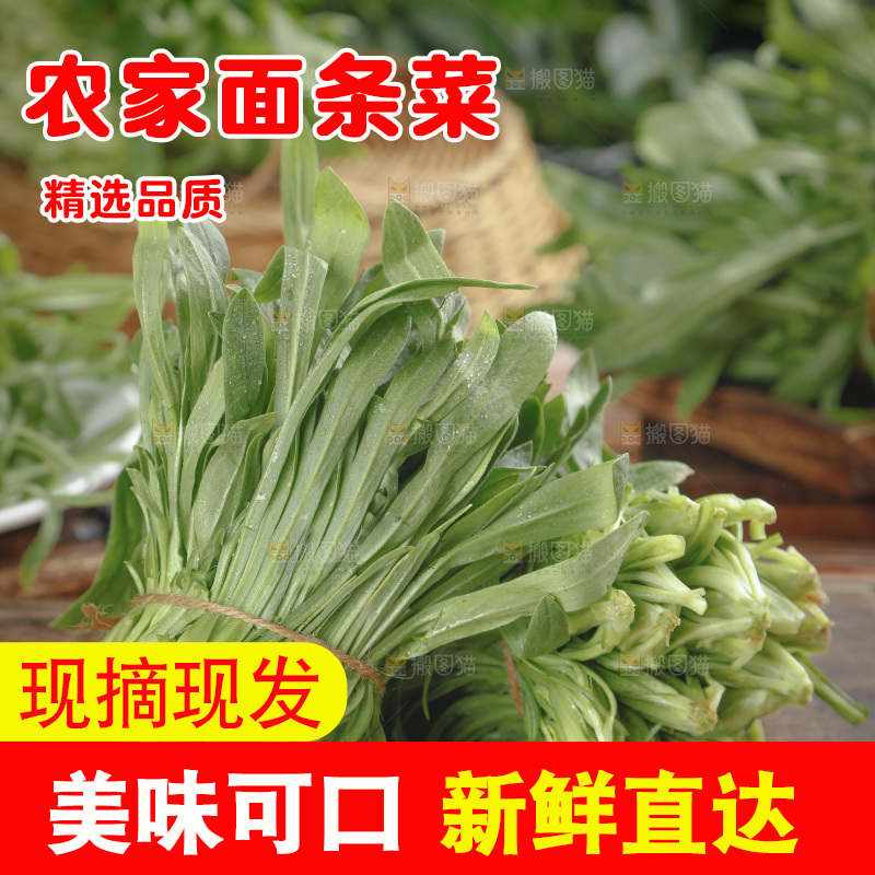 面条菜