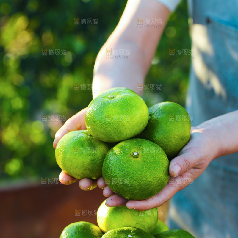 寻乌蜜桔